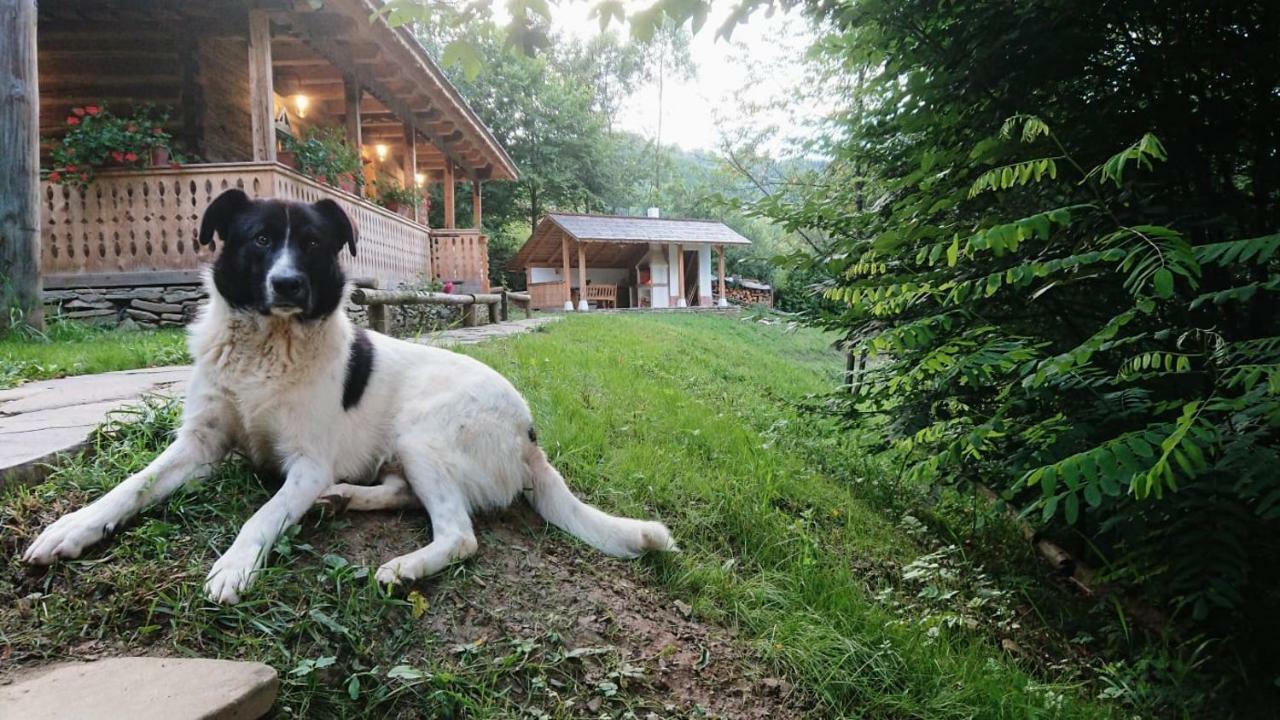 Casa Lu' Ion Villa Vişeu de Sus Dış mekan fotoğraf